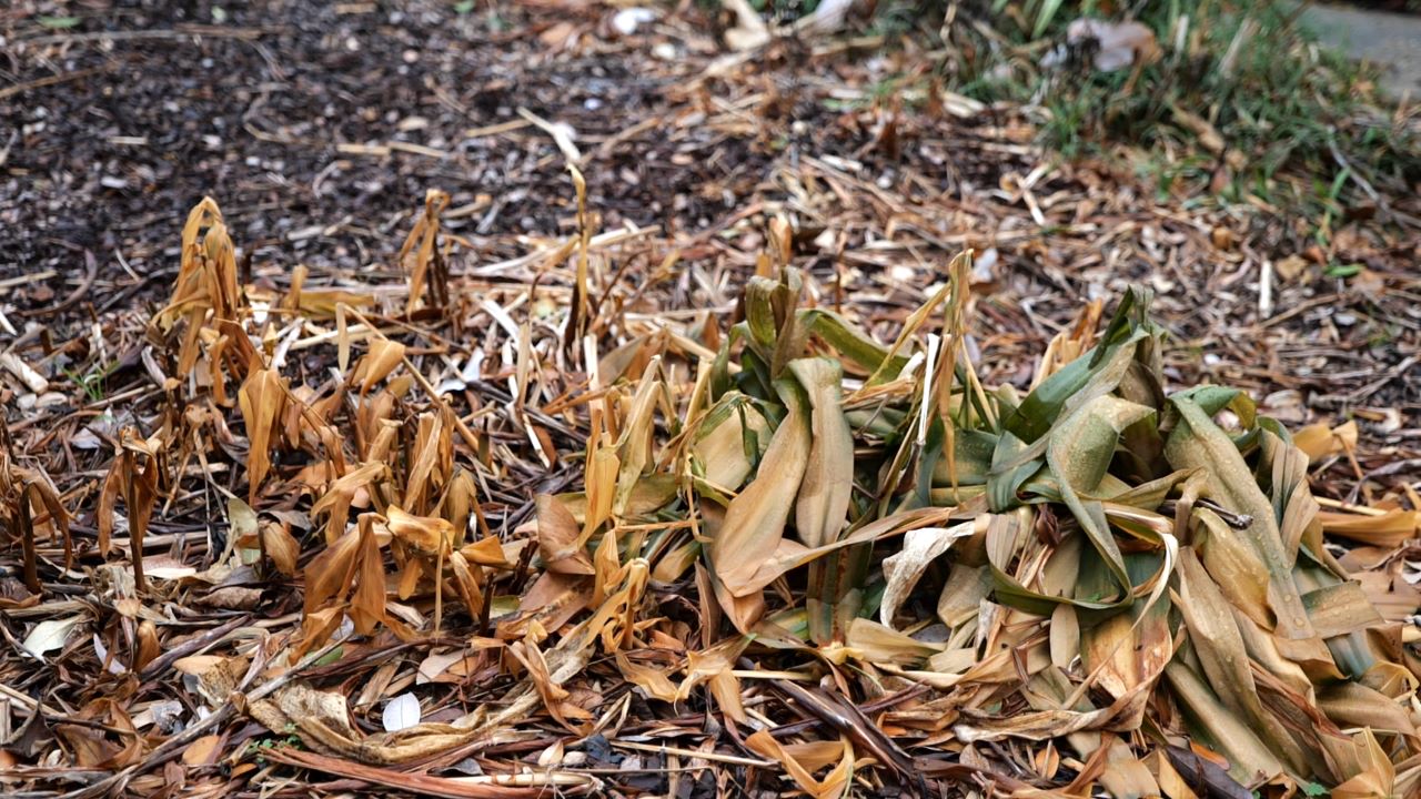 Get It Growing: Dealing with freeze-damaged landscapes